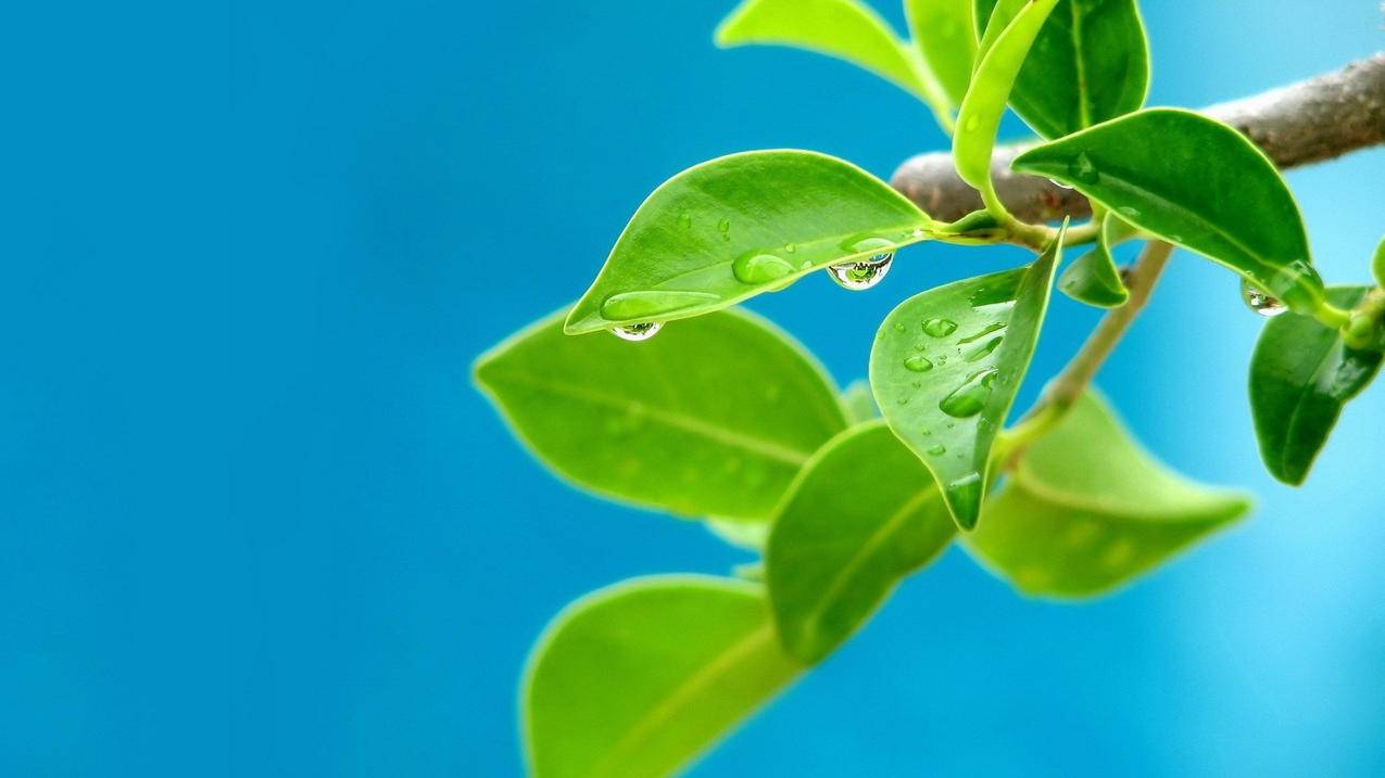 年费Q钻-微博买点赞-QQ刷说说浏览-哔哩刷赞